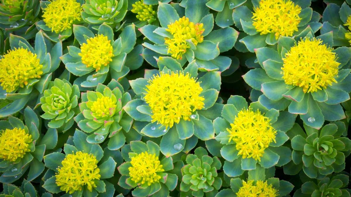 A vibrant close-up of green succulents adorned with bright yellow flowers, showcasing lush foliage and droplets of water.