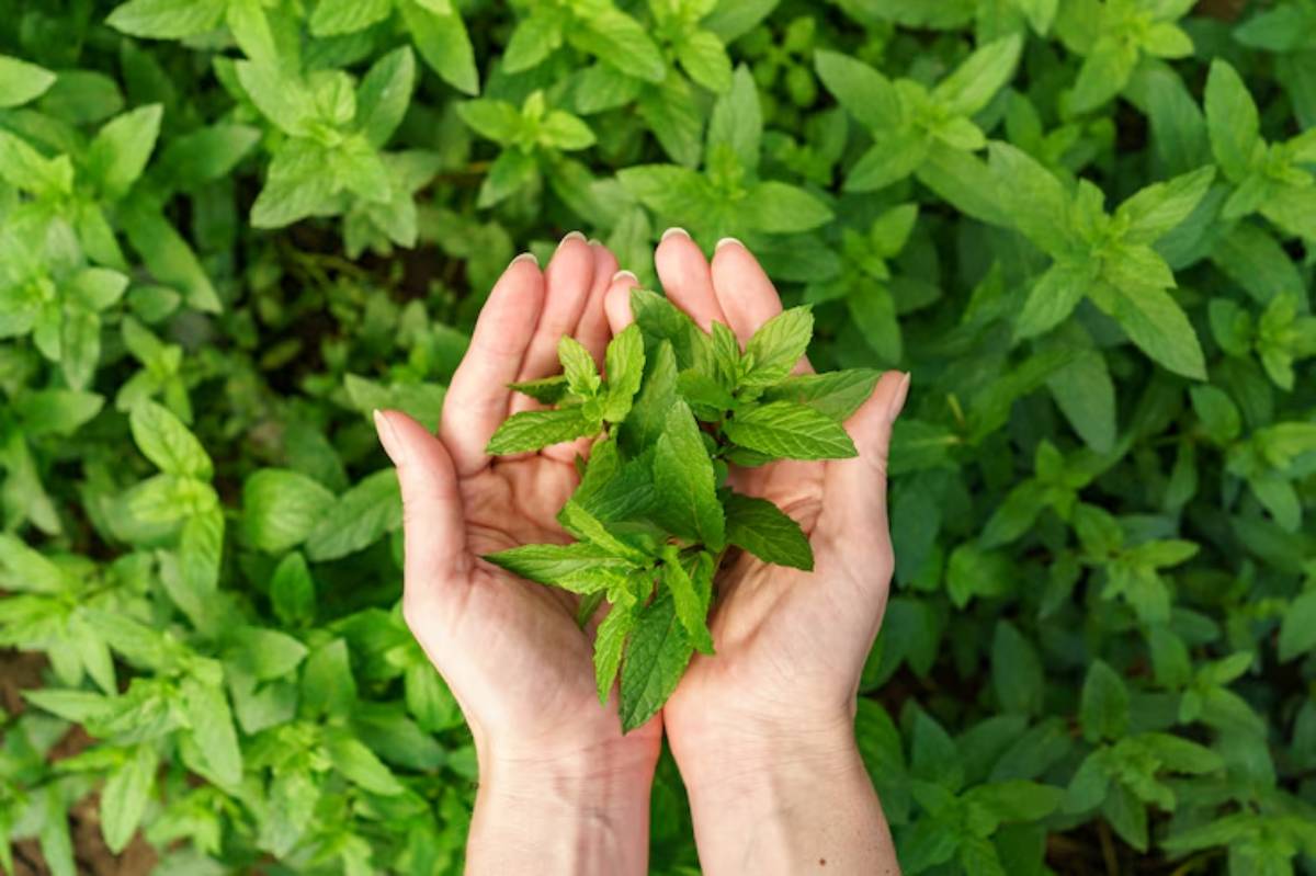Close-up of hands holding vibrant green mint leaves against a lush background of mint plants. Fresh and healthy botanical display.